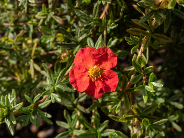 Shrubby Cinquefoil (Pentaphylloides or Potentilla fruticosa) 'Red robin' with small leaves composed of five leaflets and red flowers, pale yellow on the reverse, in summer and early autumn - Fotó, kép