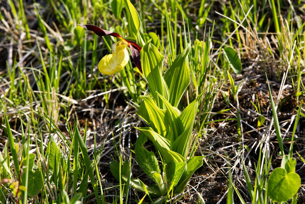 The orchid decorates the thermophilic xerothermic slopes in springThe slipper (Cypripedium calceolus L.) is a beautiful plant from the orchid family - Photo, Image