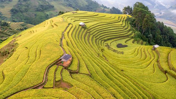 Rijstvelden op terrassen van Mu Cang Chai, Yenbai, Vietnam. Rijstvelden bereiden de oogst in Noordwest-Vietnam. - Foto, afbeelding
