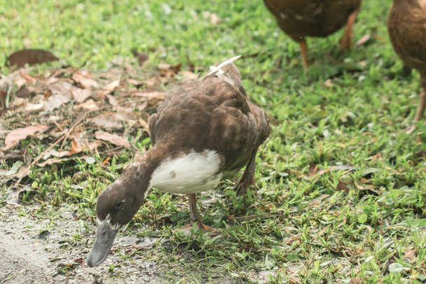 Ducks walk for food on the lawn, ducks feed on the swamp. - Фото, изображение