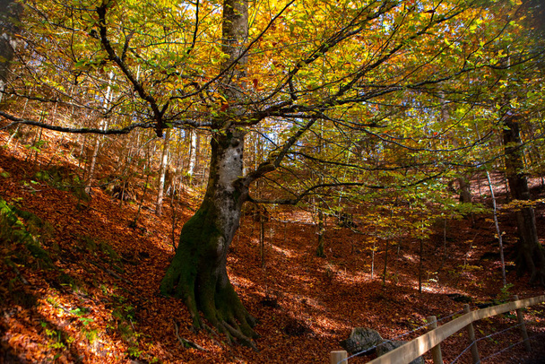 Esdoorn boswandeling in de herfst in kasteel Neuschwanstein, Duitsland - Foto, afbeelding