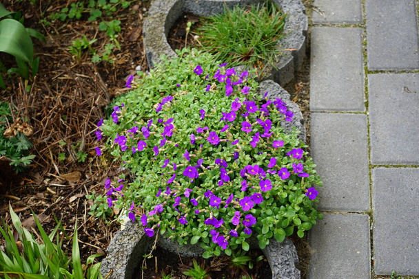 4月に庭のAurieta x culturum "Kitte" 。オブリエタ(Aurieta)は、キャベツ科アブラナ科の開花植物の属です。ドイツ・ベルリン - 写真・画像