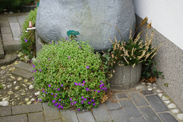 Kwitnące Aubrieta cultorum i Calluna vulgaris w pobliżu beczki deszczowej w kwietniu. Berlin, Niemcy - Zdjęcie, obraz