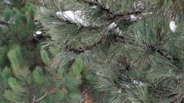 Větev borovice s bodem tání sněhu - Záběry, video