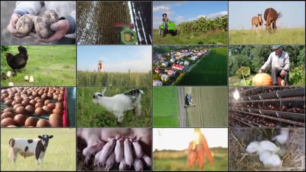 Video wall with 16 videos on agricultural topics. Seasonal work of a farmer in the field and on the farm - Footage, Video