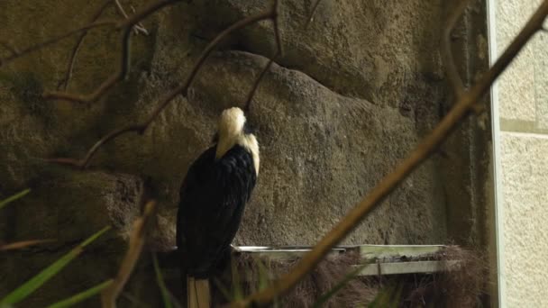  Tegen de achtergrond van stenen zit witte en zwarte vogel - de Visayaanse neushoornvogel. Hoge kwaliteit 4k beeldmateriaal - Video