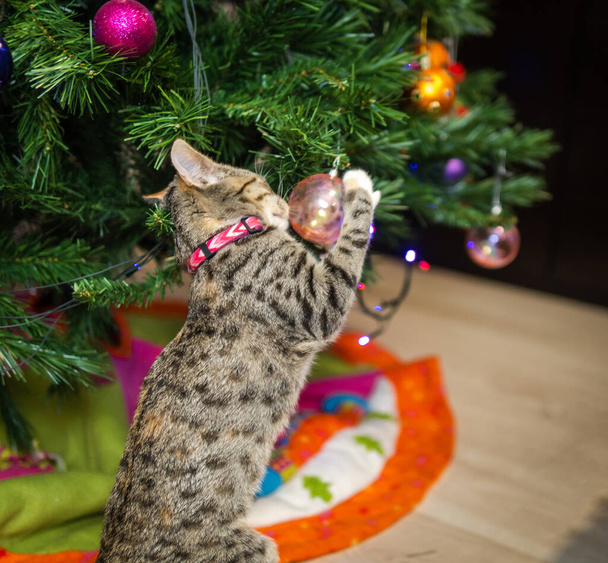 Yavru kedi Noel ağacını mahvediyor topları deviriyor. - Fotoğraf, Görsel
