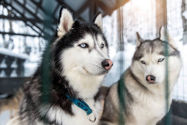 Açık havada köpek kulübesinde oturan iki güzel, sakin, safkan Siberain köpeğinin iksiri soğuk kış günlerinde orman macerası için kızak bekliyor. Köpek kızakla kayıyor.. - Fotoğraf, Görsel