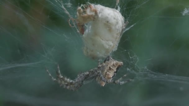 close up shot of a tent spider, cyrtophora citricola, protecting the egg sac in its web. Green foliage background - Footage, Video