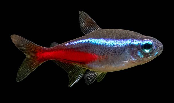 Κοντινό πλάνο του είδους blue neon tetra ψάρια που απομονώνονται σε μαύρο φόντο - Φωτογραφία, εικόνα