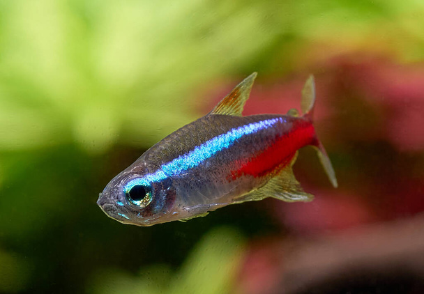 Closeup of blue neon tetra fish isolated on blurred plant background - Photo, Image