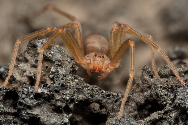 Araña reclusa mediterránea, araña violín (Loxosceles rufescens), araña reclusa marrón, en su hábitat silvestre. - Foto, imagen