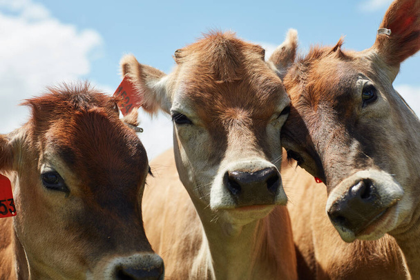 Nie jesteśmy a-moooo-sed. stado krów mlecznych stojących na zielonym pastwisku - Zdjęcie, obraz