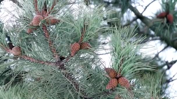 Ramo de pinheiro com cones e neve derretida
 - Filmagem, Vídeo