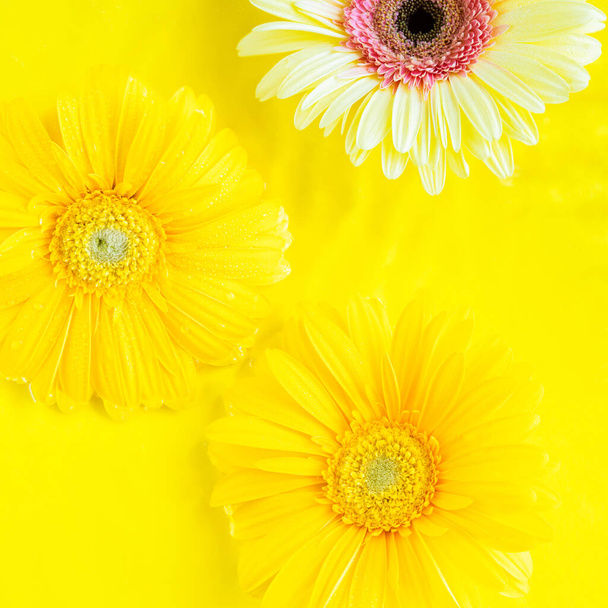 Yellow beautiful gerbera daisy flowers frame on monochrome background in water with ripples. Summer backdrop square image - Photo, Image