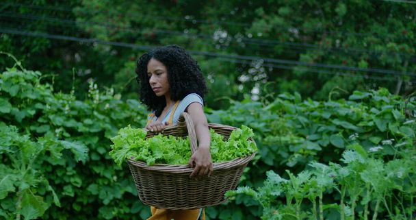 One black woman holding basket of lettuces walks outdoors in urban community farm. African American female person farming - Photo, Image