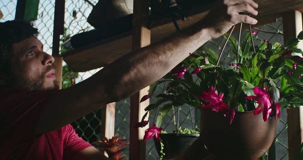 Männlicher Gärtner legt Blütenpflanze ins Gewächshaus. Mitarbeiter des Kleinunternehmens kümmert sich um Inventar - Foto, Bild