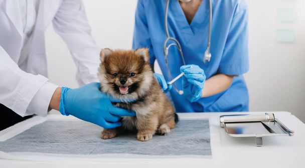 Pomeranian dog getting injection with vaccine during appointment in veterinary clinic  - Foto, Imagem