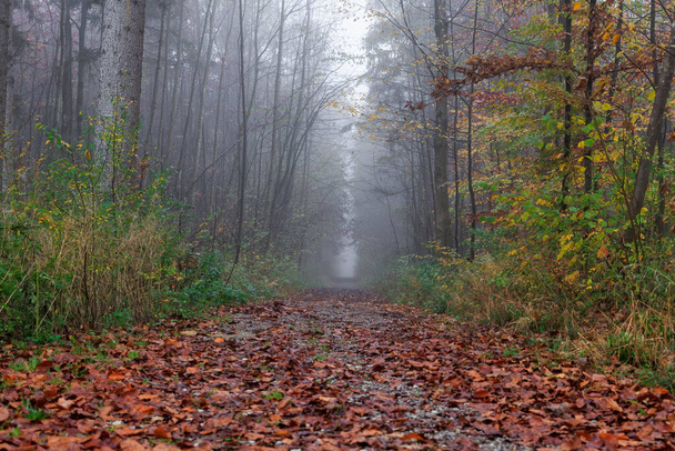 Nebbia sul sentiero forestale con terreno coperto di foglie vicino al torrente - Foto, immagini