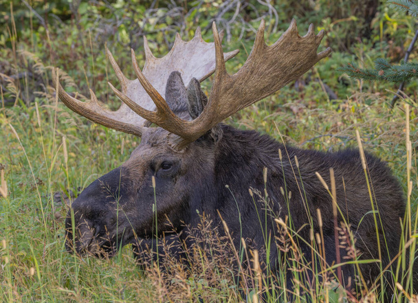 Лось бика під час кипіння в Вайомінгу восени. - Фото, зображення