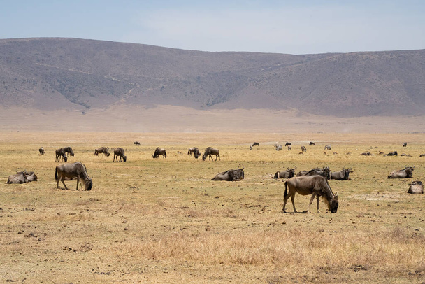 Wildebeesilauma seeprojen ja Thomsonin gasellien kanssa Ngorongoron kraatterissa Tansaniassa, hämäränä päivänä.. - Valokuva, kuva
