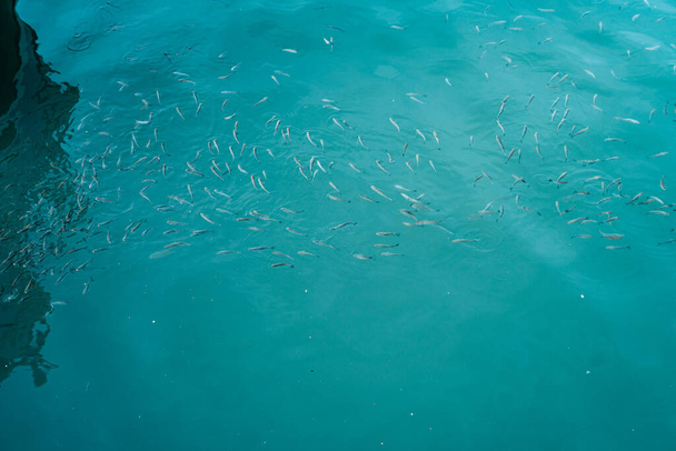 School van vissen zwemmen dicht bij het zeeoppervlak - Foto, afbeelding