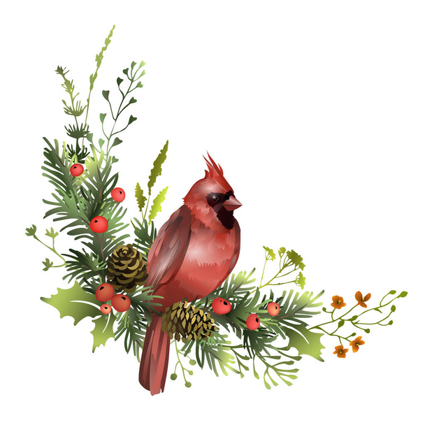 Red cardinal sitting on pine branch with cones, mistletoe leaves and red berries. Greeting Christmas card template. Festive poster design. Vector illustration. - Vector, afbeelding