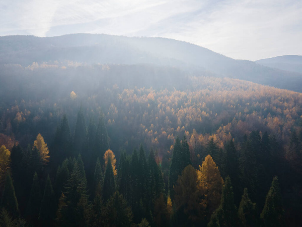 Légi felvétel a régi Sequoia erdő közelében falu Bogoslov, Kyustendil régió, Bulgária - Fotó, kép