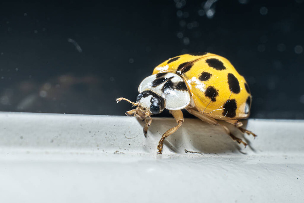 Macro foto de um amarelo 22 Spotted Lady Beetle Psyllobora vigintiduopunctata. - Foto, Imagem