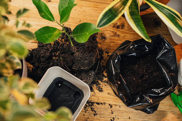 Transplantig home plants repotting pot - Foto, afbeelding
