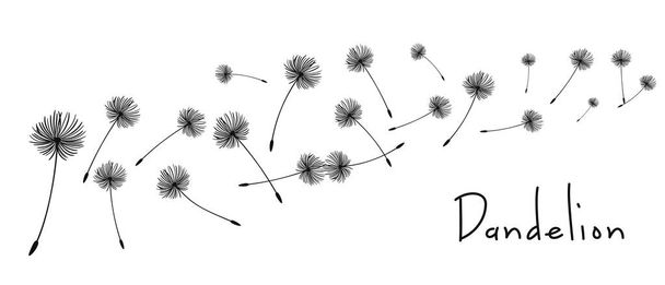 Время векторной иллюстрации одуванчика. Семена Черного Одуванчика дуют на ветру. Ветер надувает одуванчик, изолированный на белом фоне - Вектор,изображение