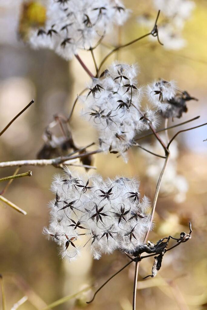 Clematis apiifolia Fluff and seeds. Ranunculaceae deciduous vine subshrub. The fluff seeds after flowering are blown away by the wind. A poisonous plant containing protoanemonin. - Photo, Image