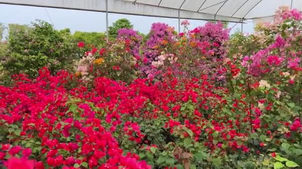 Jasně kvetoucí bougainvillea různých barev zasazených v zahradě - Záběry, video