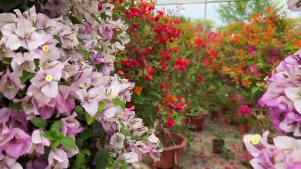 Heldere bloeiende bougainvillea van verschillende kleuren geplant in de tuin - Video