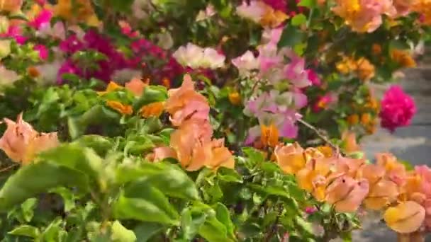 Kirkas kukkivat bougainvillea eri värejä istutettu puutarhassa - Materiaali, video