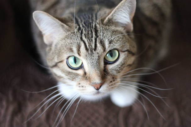 Şirin kedi görünüşlü fotoğraf - Fotoğraf, Görsel