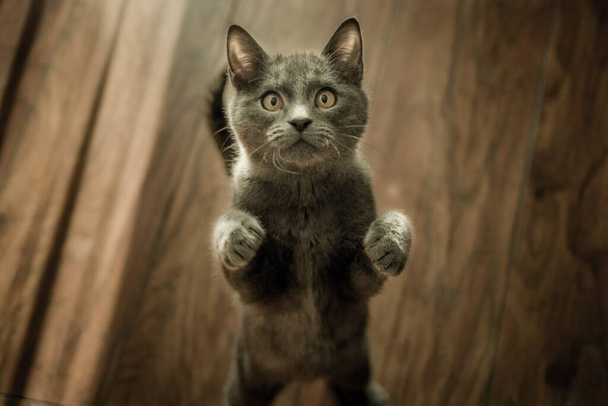Tedavi kedisi görünümlü resim - Fotoğraf, Görsel