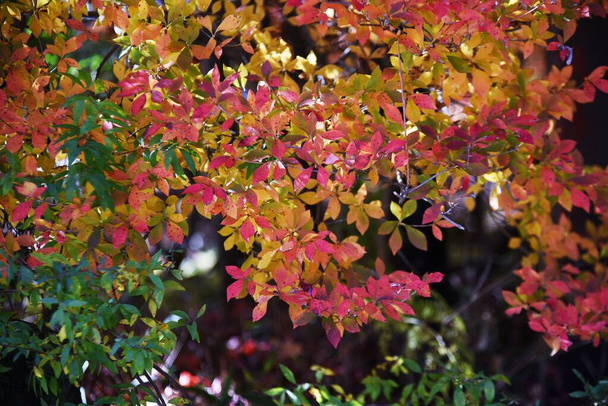 Feuilles d'automne d'Enkianthus perulatus (Dodan-tsutsuji). Ericaceae arbustes à feuilles caduques.Une plante où vous pourrez profiter de fleurs et de verdure fraîche au printemps, et le feuillage d'automne. - Photo, image