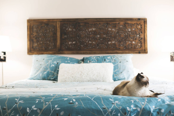 cat-rests-in-bedroom - Fotografie, Obrázek