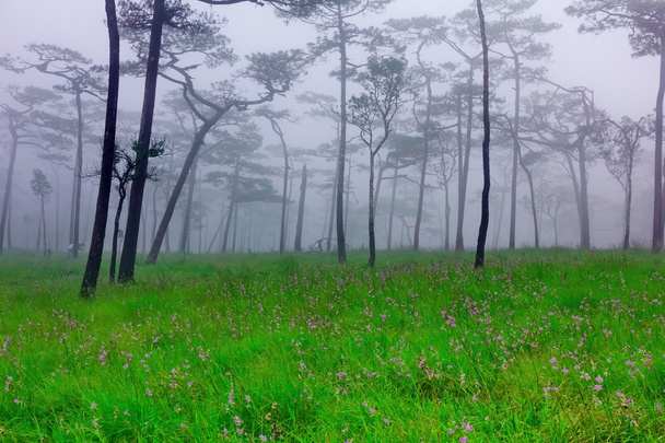 Bosque de pinos con niebla y campo de flores silvestres
 - Foto, imagen