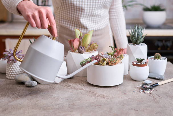 Woman watering pot with group of houseplants potted - Echeveria and Pachyveria opalina Succulents. - Photo, Image