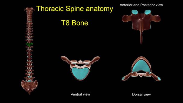 Kręgosłup piersiowy T 8 anatomia kości do koncepcji medycznej 3D Ilustracja z przodu i z tyłu Widok - Zdjęcie, obraz