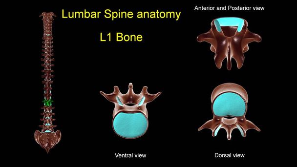 Lendenwirbelsäule L 1 Knochenanatomie für medizinisches Konzept 3D Illustration - Foto, Bild
