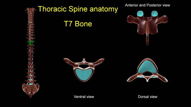 Espinha torácica T 7 anatomia óssea para conceito médico 3D Ilustração com visão anterior e posterior - Foto, Imagem