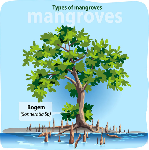 Ilustración vectorial, Bogem o sonneratia sp es uno de los tipos más comunes de manglares en Indonesia. - Vector, imagen