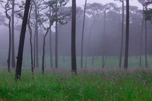 Bosque de pinos con niebla y campo de flores silvestres
 - Foto, imagen