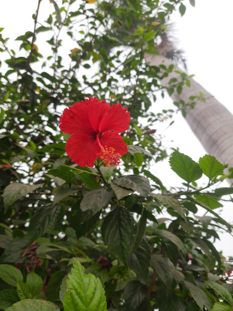 hermosa flor roja vista - Foto, imagen