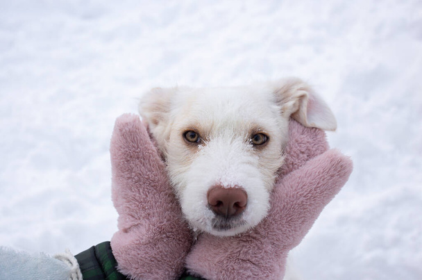 Valkoinen kuonokoppa kulkukoira kämmenissä ihmisen käsi pörröinen lapaset talvella ulkona. Lemmikkirakkautta. Ihmisten ja eläinten ystävyys. Tuki ja hoito koirille talvella kylmä kausi - Valokuva, kuva