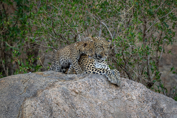 Leopar yavrusu kayanın üzerinde annesinin yanından geçiyor. - Fotoğraf, Görsel