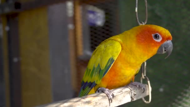 Sun conure parrot or bird Beautiful is aratinga has yellow on hand (Aratinga solstitialis) exotic pet adorable, native to amazon - Footage, Video
